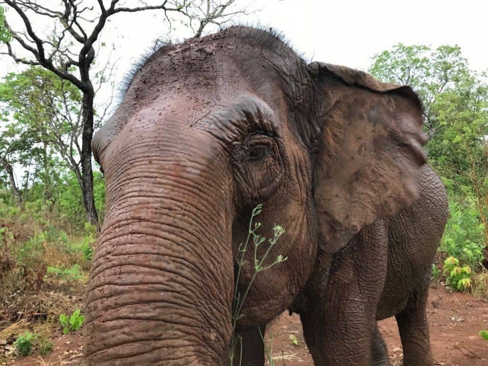 Maia - Elephant Diary Oct 22