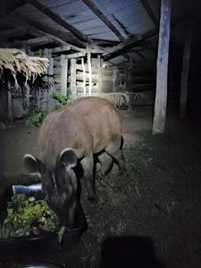 Alma the tapir