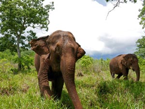 Maia and Guida