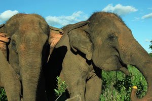 Maia and Guida