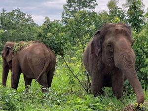 Maia and Guida
