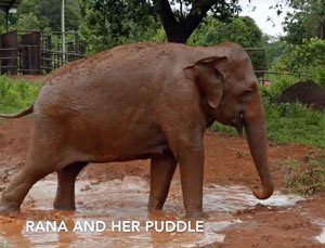 Rana and her puddle