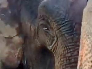 Guida eye