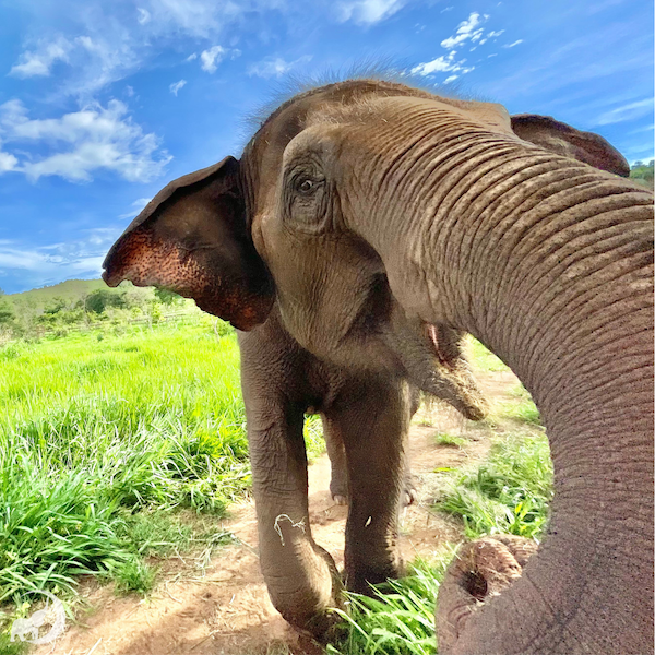 Guillermina shows off her trunk
