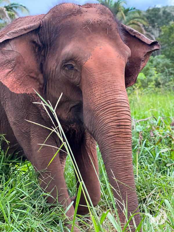 Maia in the habitat