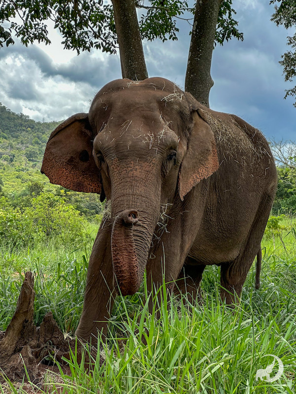 Elephant Bambi snacking in front of a tree