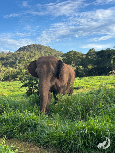 Female African elephant Mara stands in a green pasture.