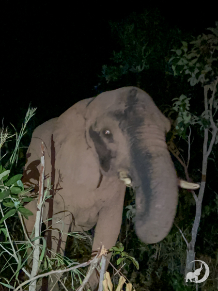 African elephant Pupy standing in the habitat with a charcoal streak on her face