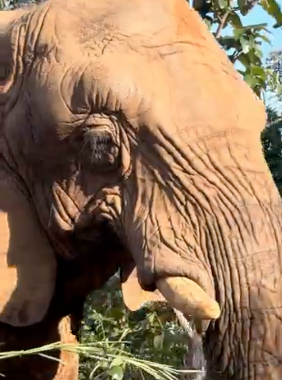 African elephant Pupy emerging from trees and bushes