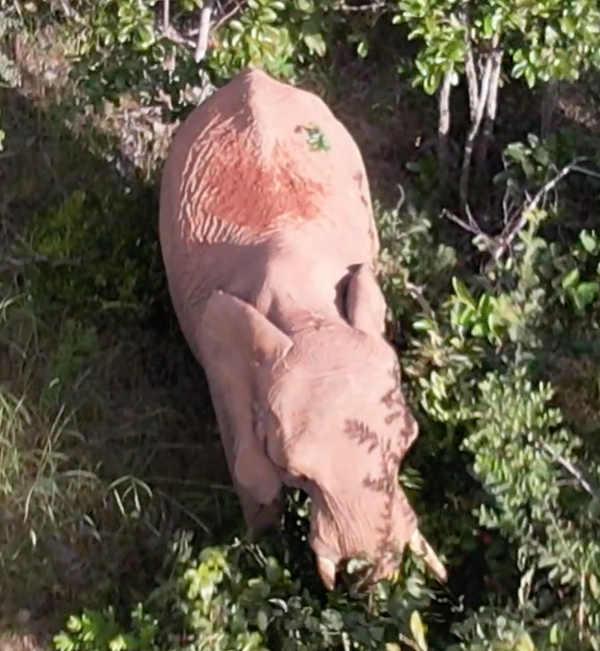 Drone shot of Female African elephant Pupy explores her habitat
