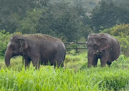 Asian elephants Maia and Bambi walk across a green pasture in the rain