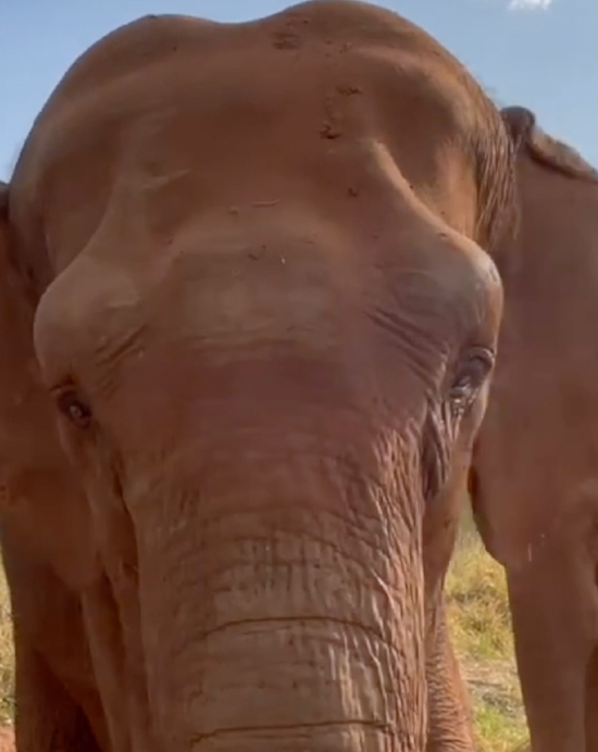 closeup of female Asian elephant Bambi as she begins to rumble