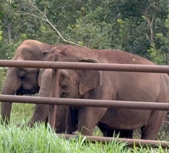 Asian elephants Bambi and Maia stand next to each other along a fence line