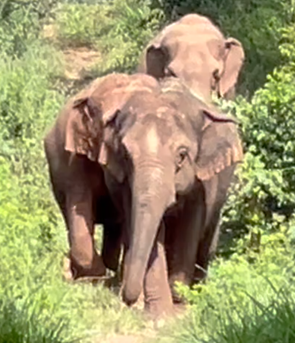 Female Asian elephant Guillermina leads elephants Maia and Bambi down a fence line