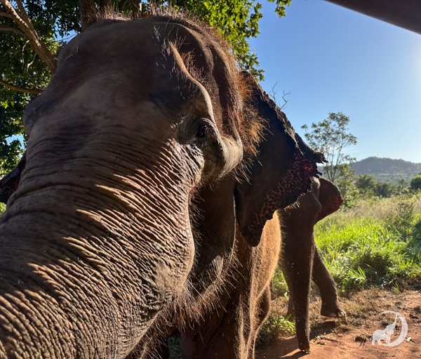 Female Asian elephant Maia closeup of nose