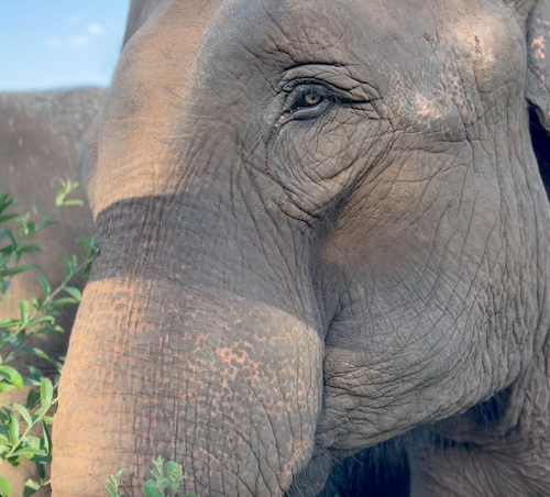 Female Asian elephant Mara closeup of left side of face