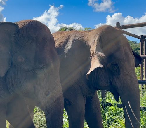 Female Asian elephants Mara and Rana standing in the sunlight next to a fence