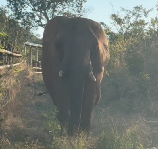 African elephant Pupy walks down the sanctuary fence line at sunset