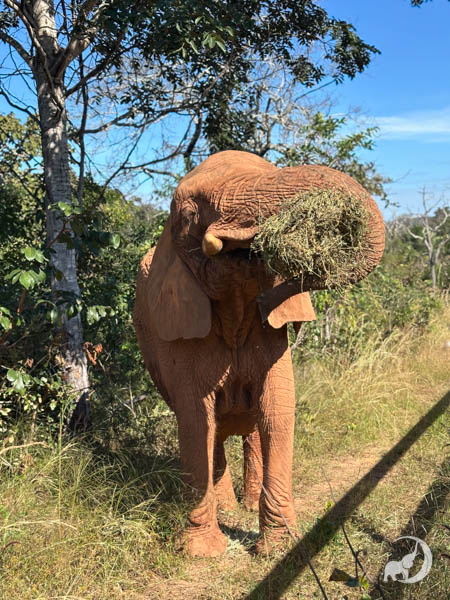 African elephant Pupy wraps her trunk around a flake of hay