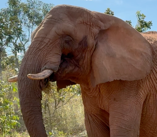 Female African elephant Pupy stands facing left