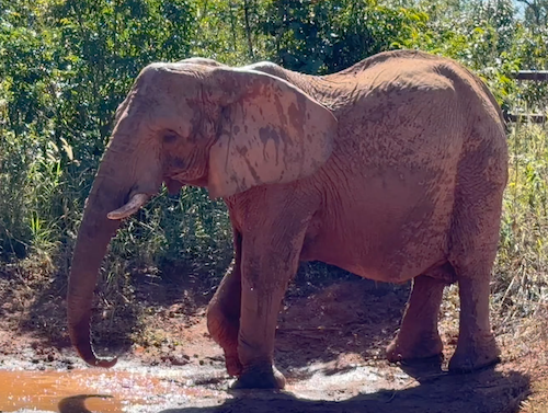 Female African elephant Pupy uses her feet to dig up mud at the mud wallow