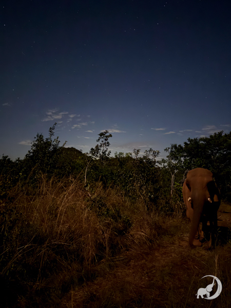 Nighttime view of female African habitat. Pupy, a female African elephant, stands under the stars.