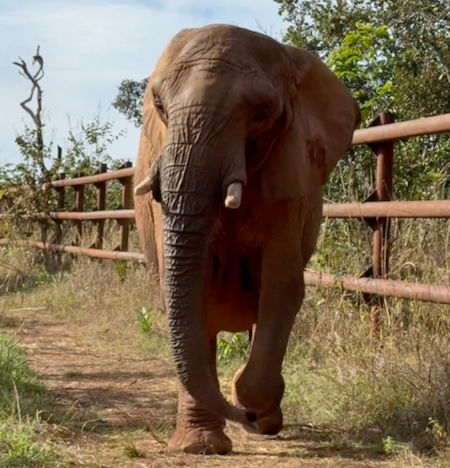 Female African elephant Pupy walks toward the camera with a fence on her left side