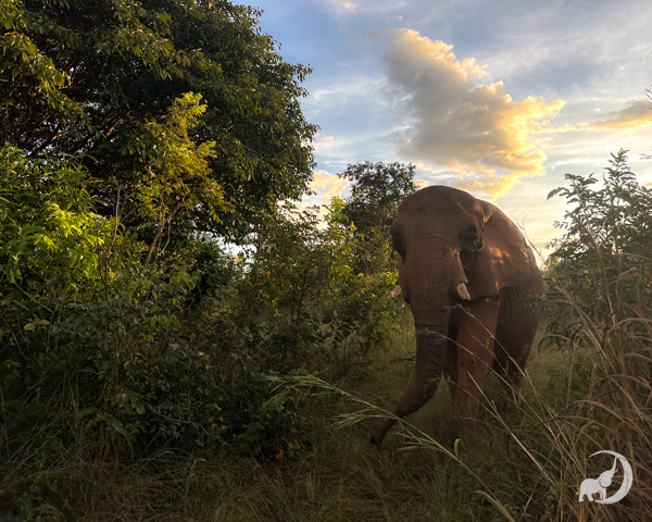 Female African elephant Pupy walks through her habitat surrounded by brush and trees