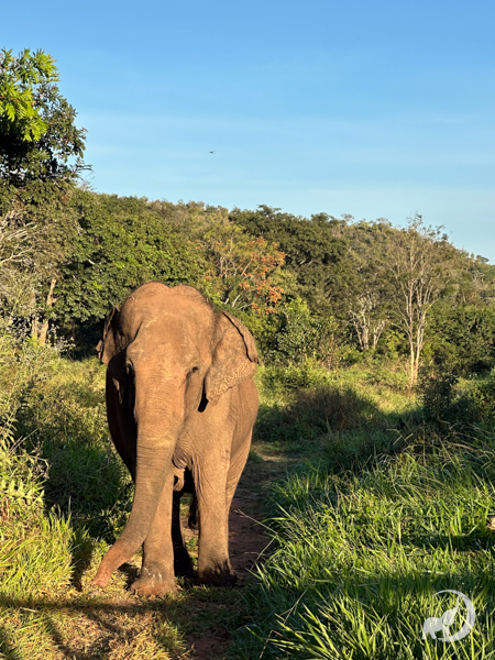 Female Asian elephant Rana walks through the green grass of the sanctuary habitat