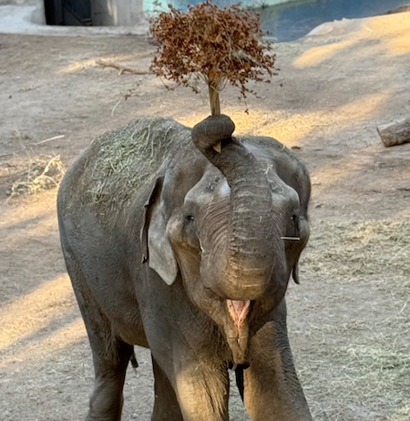 male Asian elephant Tamy holds a stick over his head