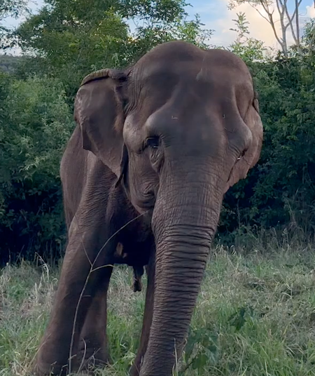 Female Asian elephant Bambi stands in front of some high green bushes