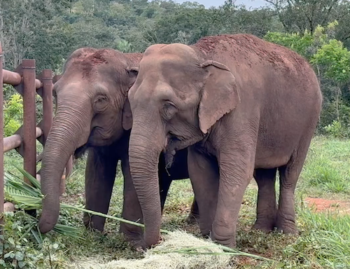 Female Asian elephants Guille and Bambi stand next to a habitat fence and look at a pile of hay and palm leaves