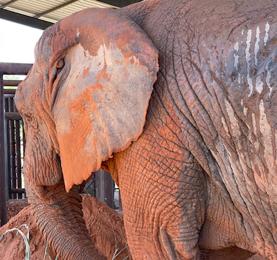 Female African elephant Kenya faces her crate after just exiting and walking into the barn