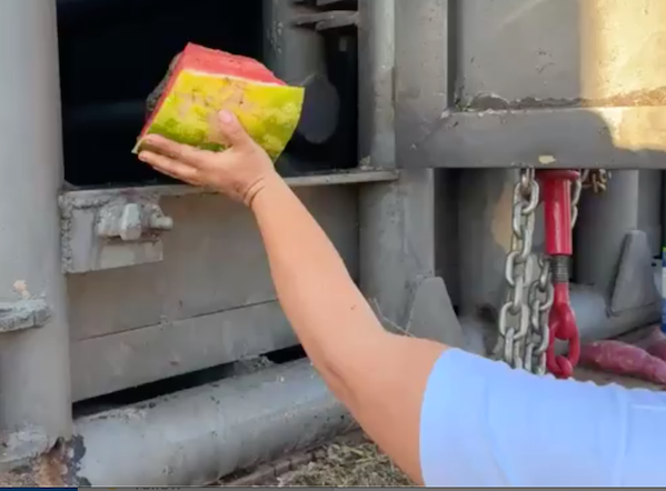 A caregiver's hand reaches toward the elephant transport crate with a piece of watermelon