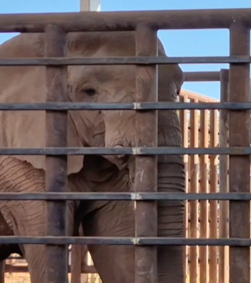 Female African elephant Kenya eats breakfast inside the African treatment barn