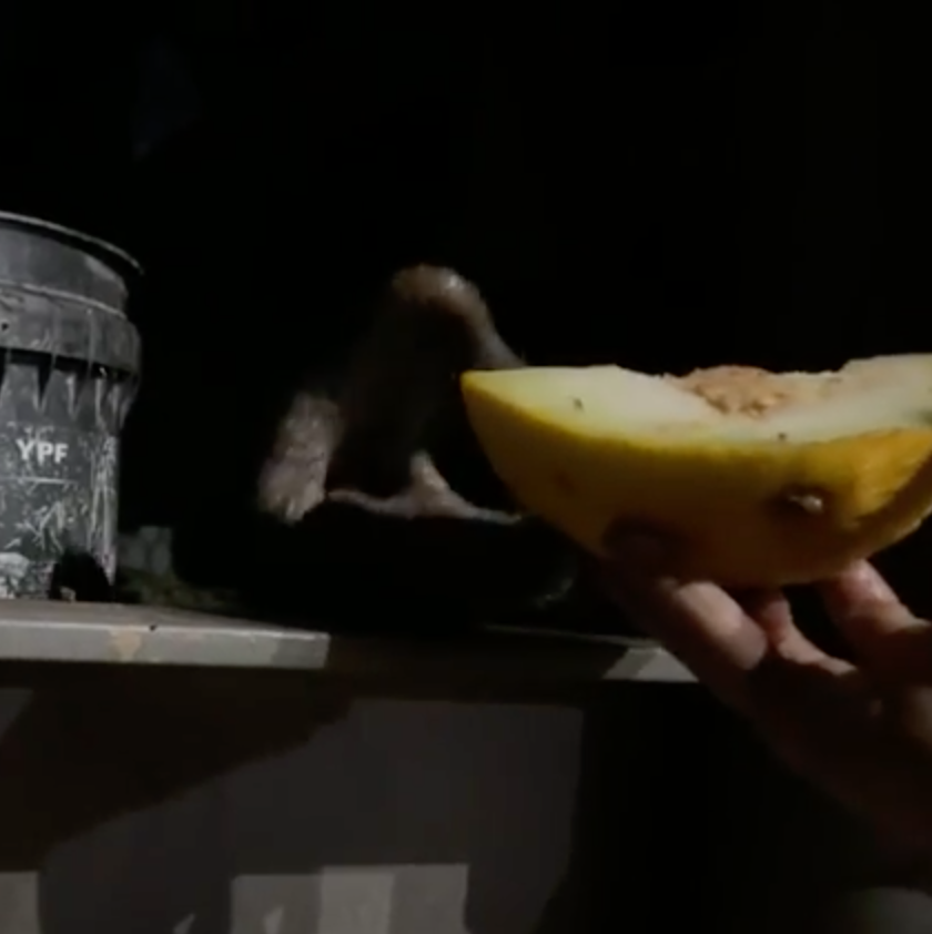 Tip of Kenya's, the female African elephant, nose while being offered some melon