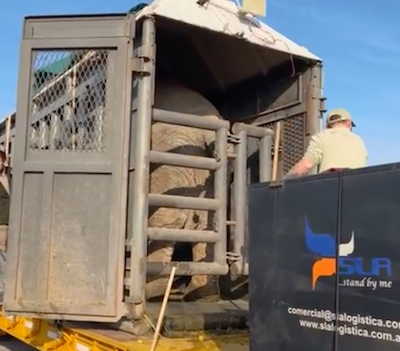 Metal crate containing female African elephant Kenya