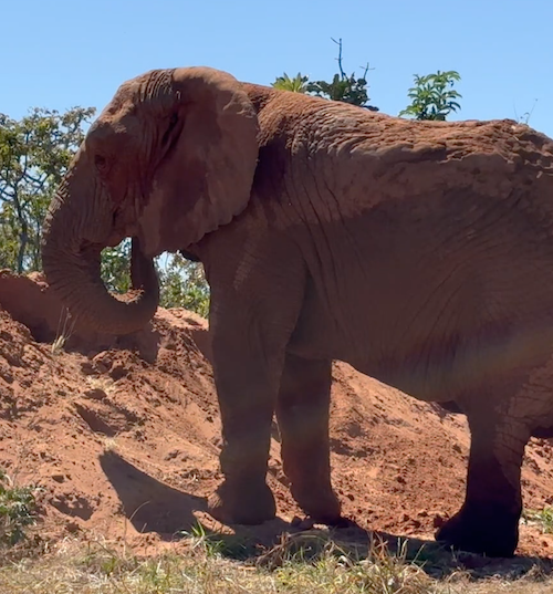 Female African elephant Kenya stands at the base of a dirt pile in the African habitat