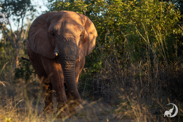 Female African elephant Kenya walks through a corridor of grass and trees