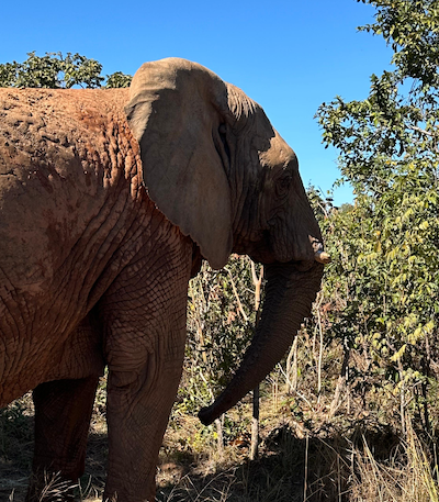 Female African elephant Kenya looks right as she stands in some brush