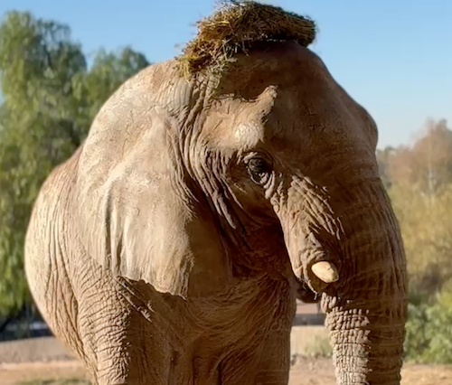 Female African elephant Kenya with a flake of hay on her head