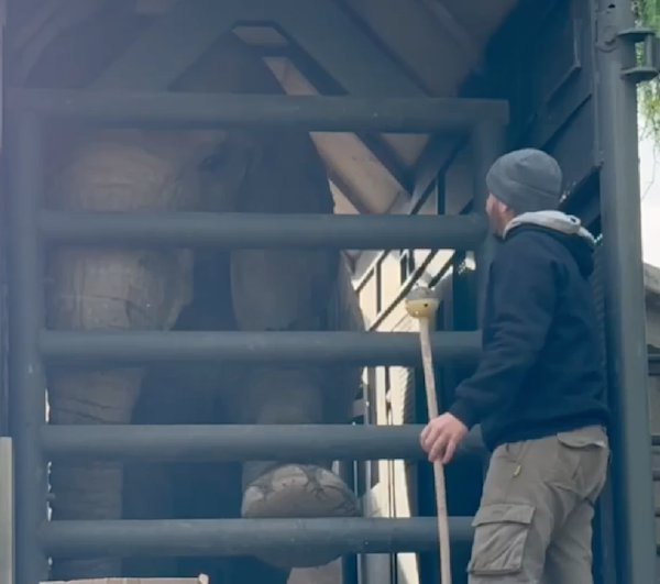 Female African elephant Kenya stands in her crate facing caregiver Marcos as they work on transport crate training