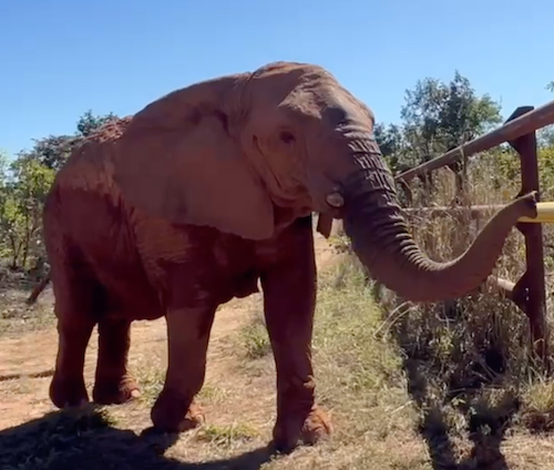 Female African elephant Kenya faces right toward female African elephant Pupy