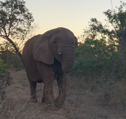 Female African elephant Kenya walks down the fence line at Elephant Sanctuary Brazil at dusk