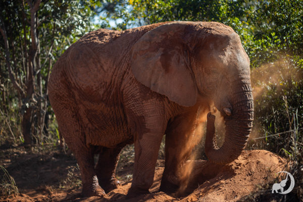 Female African elephant Kenya dusts herself with red dirt as she faces right. The sunlight shines directly on her face.
