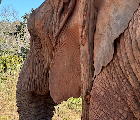 Side view of female African elephant Kenya as she looks toward the left