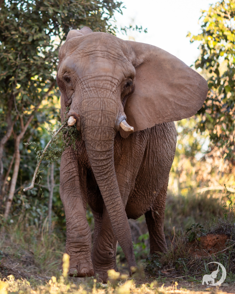 Female African elephant Pupy looks directly at the camera, her left ear flapping out