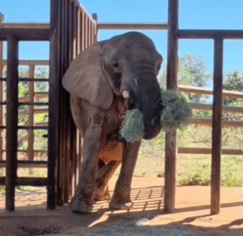Female African elephant Pupy stands in the treatment barn while holding a flake of hay in between her trunk and her tusks