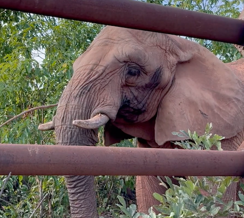 Female African elephant Pupy stands along the fence line with a stick in her mouth