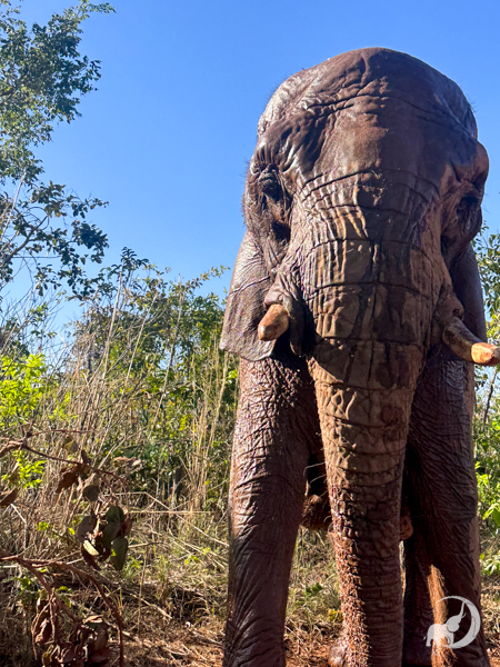 Female African elephant Pupy stands in some greenery having gotten her skin wet